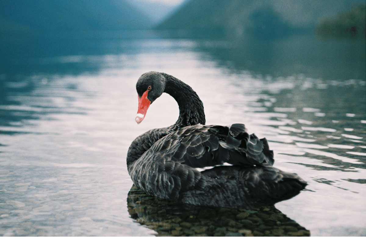 How To Avoid Blowing Up Your Account During Black Swan Events